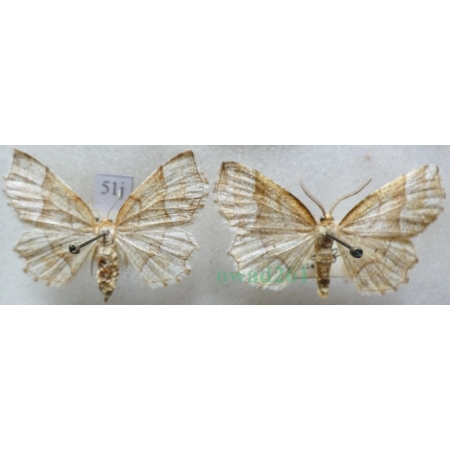 Cepphis advenaria (Hübner, 1790) pair Cefis borówczak Czech51j